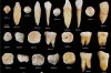 Foto 1 - Ciencia Burgos: Los humanos modernos llegaron a China hace más de 80.000 años