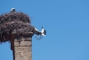 Foto 1 - Actualidad Burgos: Técnica pionera para reubicar nidos de cigüeña sin dañar a las aves