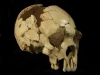 Foto 1 - Ciencia Burgos: Un estudio científico, basado en gran parte en fósiles de Atapuerca, explica cómo se ha producido la evolución de la cara