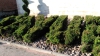 Foto 1 - Foto denuncia Burgos: Estropeados los jardines de Cayuela