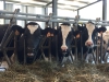 Foto 1 - Ciencia Burgos: Científicos ven diferencias nutricionales en la leche de vaca dependiendo de la alimentación del animal