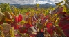 Foto 1 - Tierra de Sabor Burgos: Denominación de origen Bierzo