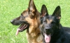 Foto 1 - Actualidad Burgos: Los perros pueden tener conciencia de su propio cuerpo