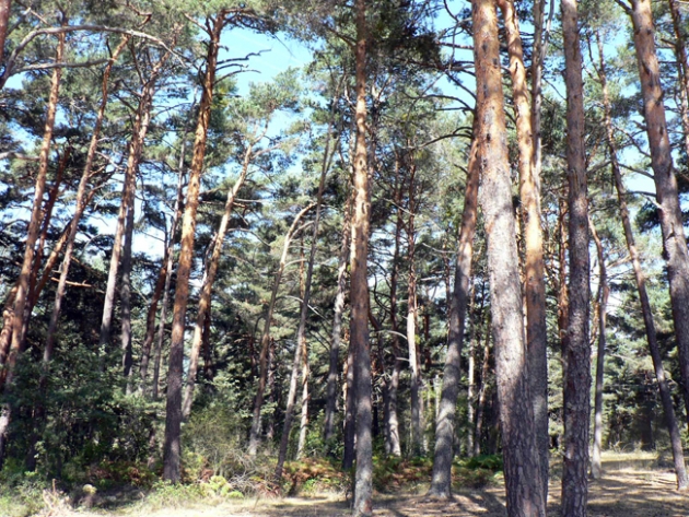 Bosque de la comarca pinariega