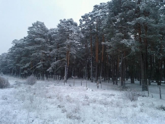 Nieve en el pinar