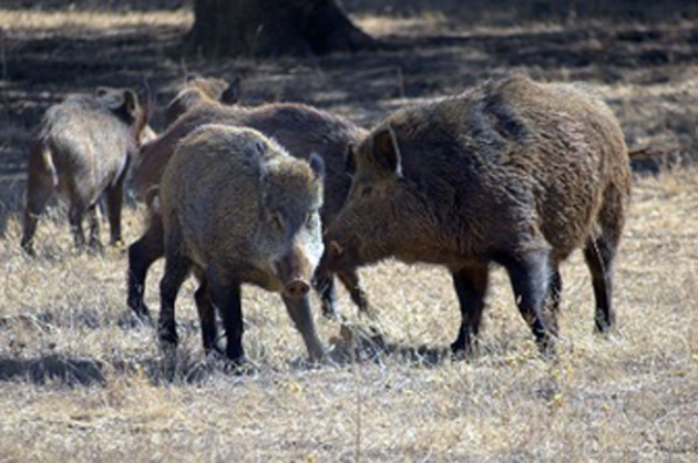 Jabalíes en el monte