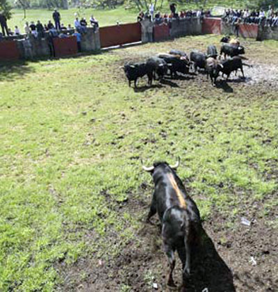 Toros en Cañada Honda