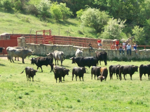 Novillos en Cañada Honda