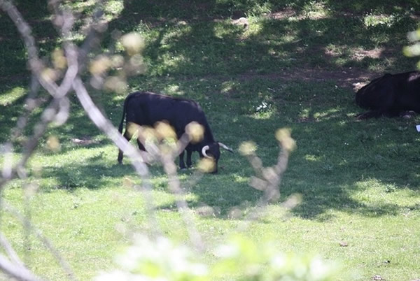 Toros en Valonsadero