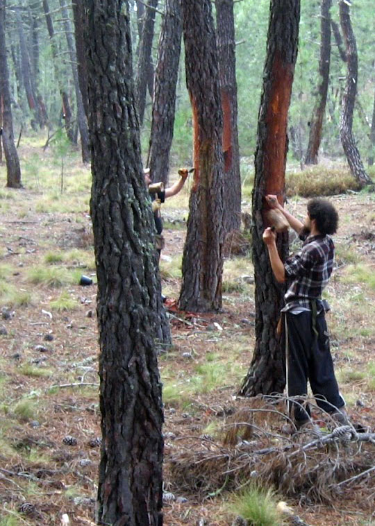 La actividad resinera se revitaliza