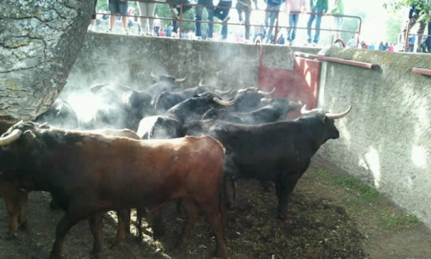 Diez toros en los corrales