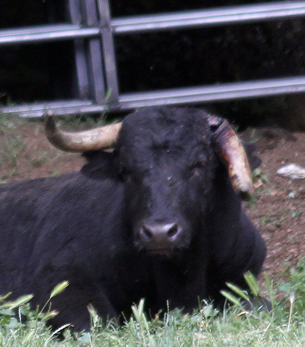 Malagueño con el cuerno roto