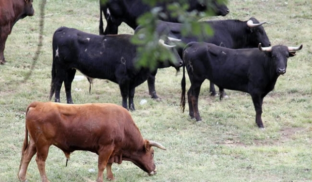 Madrilejo en Valonsadero