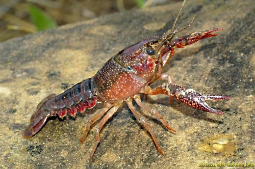 Ejemplar de cangrejo señal