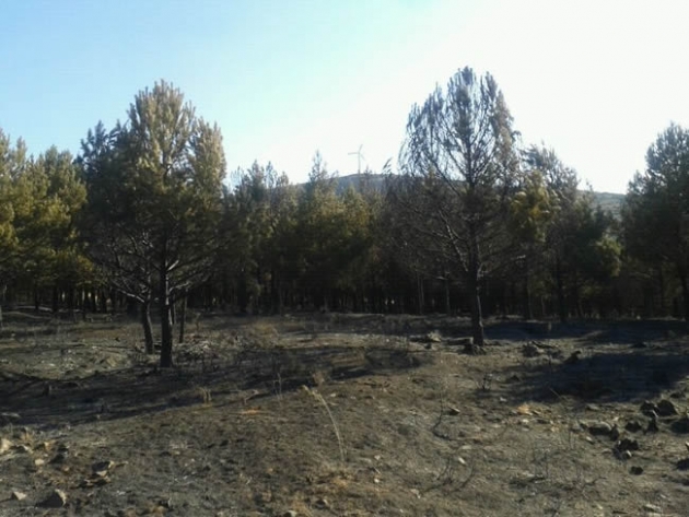 Monte calcinado en Olvega