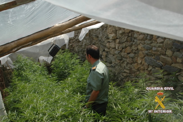 Plantación de marihuana