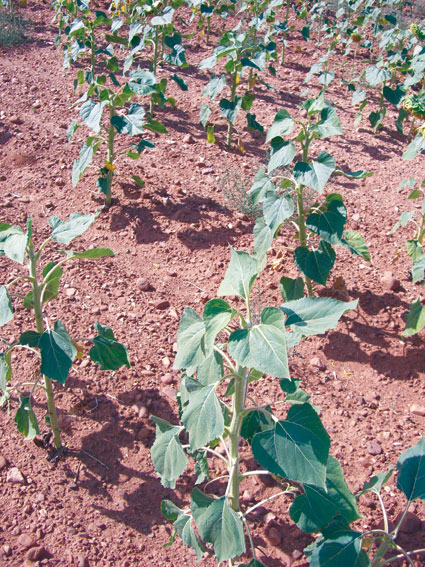 Daños por la avutarda en Buberos