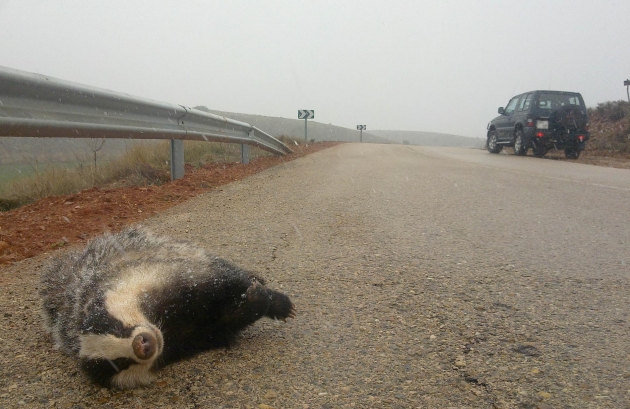 Un tejón atropellado en una carretera secundaria de la provincia