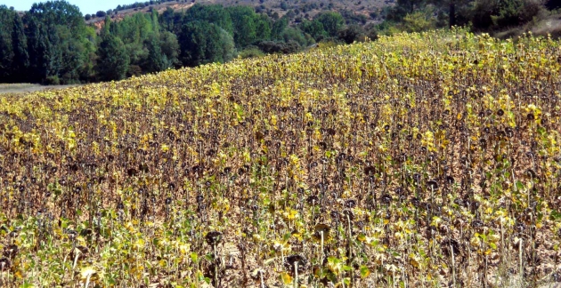 Campo de girasol en Soria