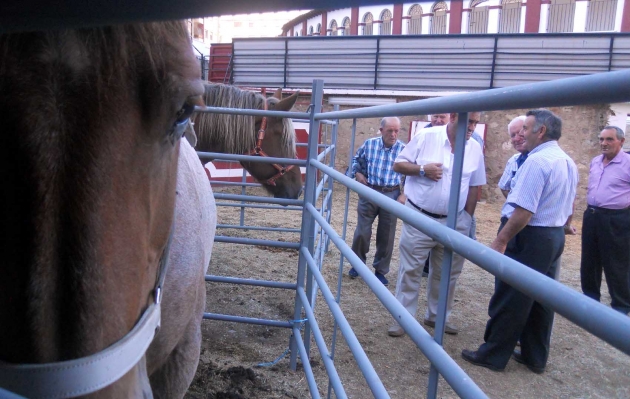 La muestra acoge ganado caballar