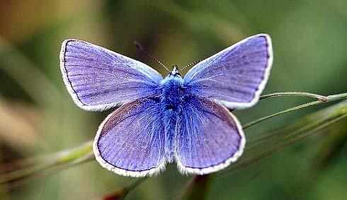 Una mariposa hormiguera