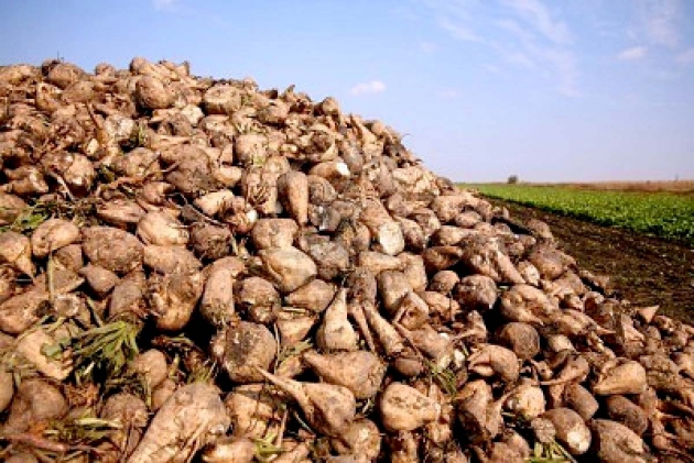 Remolacha tras la recolección