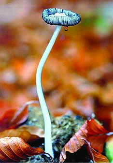 Cartel de las jornadas