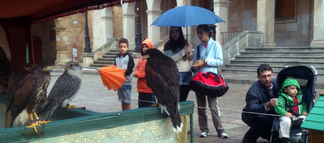 Rapaces en la plaza Mayor