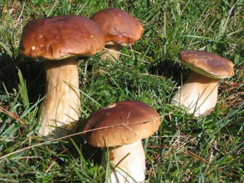 Boletus en el monte