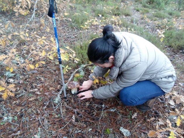 Micoturista buscando hongos