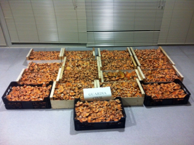 Níscalos aprehendidos