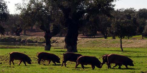 Ibéricos en una dehesa