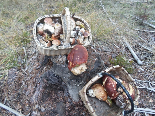 Hongos de un bosque soriano