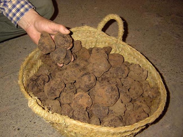 Una cesta de trufas negras