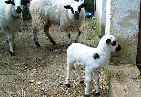 Cordero ojalado soriano