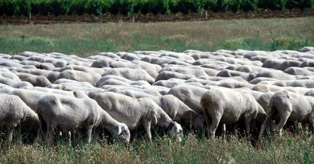 Rebaño de ovejas pastando
