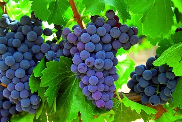 Racimos de uvas