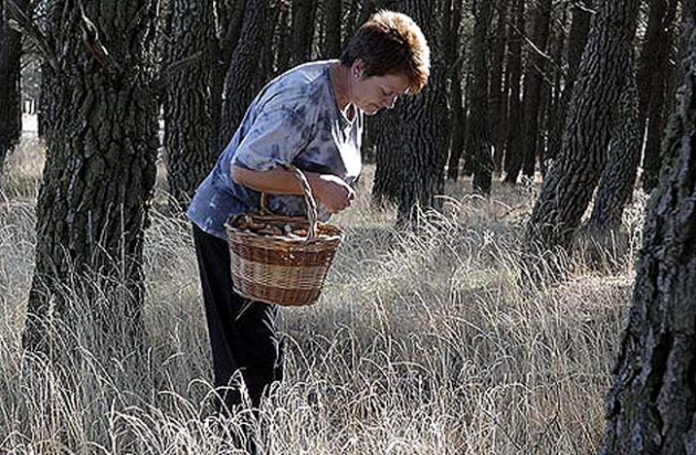 Una mujer recolectando setas