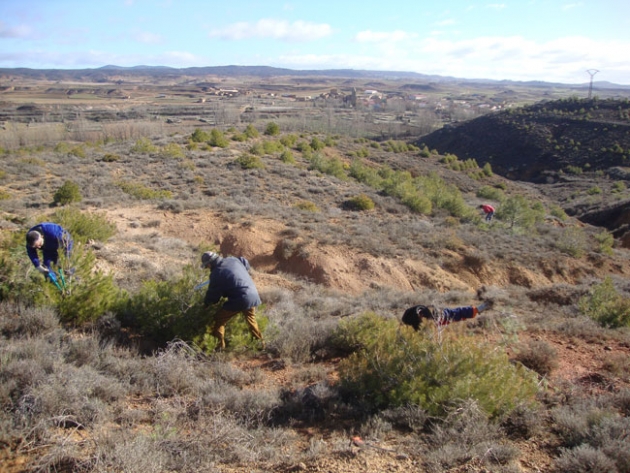 Tareas de cuidado de los pinos