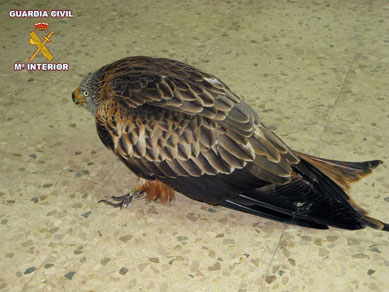 El milano tenía una garra dañada 