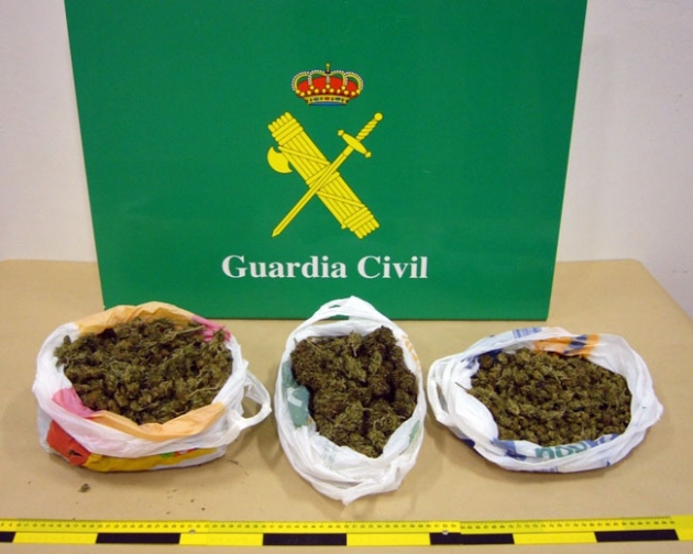 Cogollos de marihuana incautados