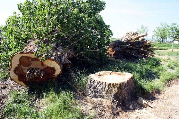 ASDEN aboga por el mantenimiento de los chopos cabeceros