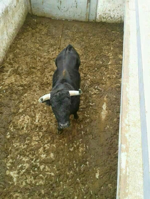 Toro que matará Rubén en Cantinuevo