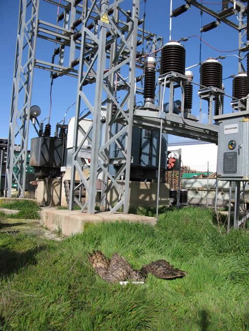 Búho real muerto ante la estación eléctrica