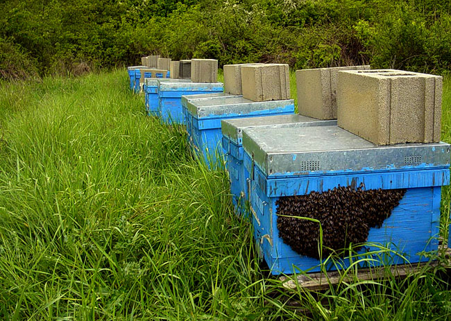 Colmenares en Pinilla de Caradueña 