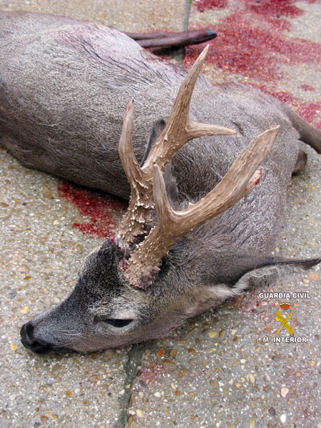 Corzo abatido sin precinto
