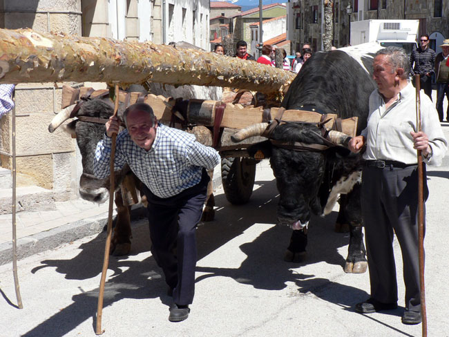 El pino se trajo con carreta de bueyes