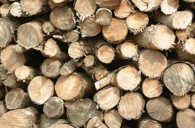 Troncos de pino