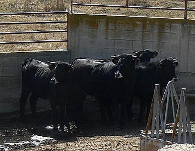 Novillos de serrana en Taniñe.
