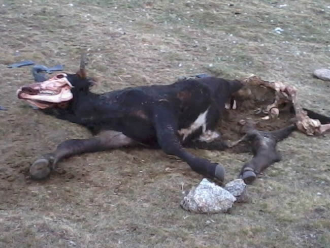 Ternera tras un ataque de lobos en San Juan de la Nava, en septiembre de 2012